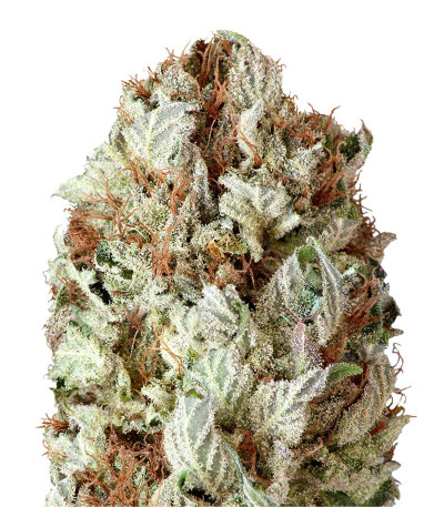 Сорт Extreme Impact Auto fem (Heavyweight Seeds)