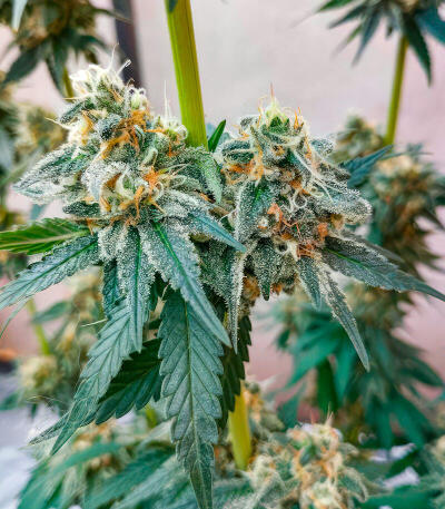 Сорт Insane OG Strain