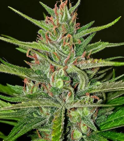 Сорт Cookie Casket fem (Barney's Farm)
