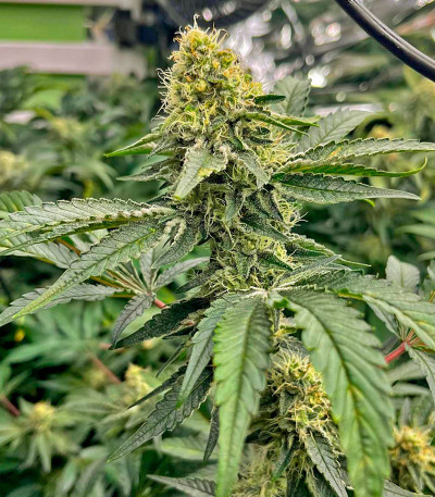 Сорт Purple Punch X Lemon Drizzle fem от Barney's Farm