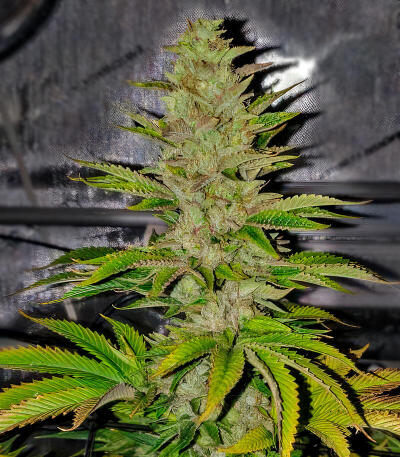 Сорт LFG fem (Barney's Farm)