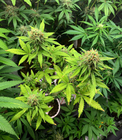 Сорт Rhino Ryder Auto fem (FastBuds)