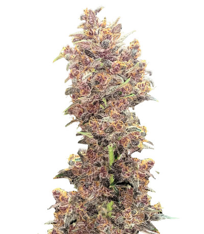 Сорт Purple Lemonade FF fem (FastBuds)
