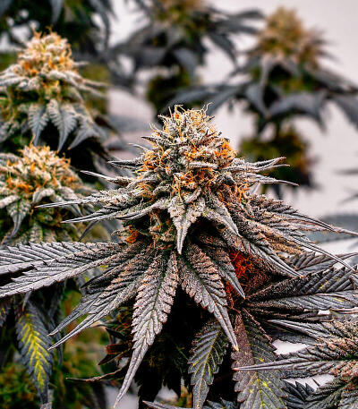 Сорт Cherry Poppers fem (Barney's Farm)