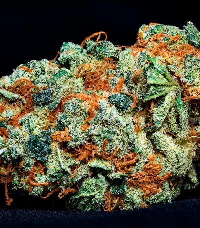 Сорт Frosted Zinn x Cookie Dog Auto fem (Barney's Farm)