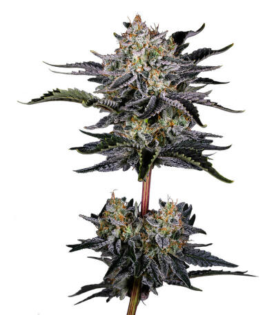 Сорт Mendo Frost Auto fem (FastBuds)