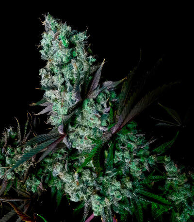 Сорт Zillions fem от Barney's Farm