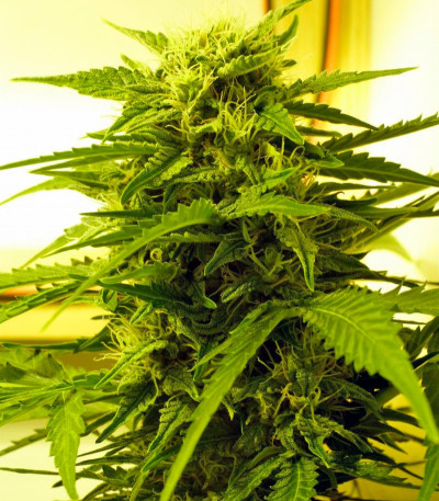 Сорт Auto Super Hash fem (Pyramid Seeds)