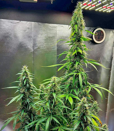 Сорт CBD Apple Betty Auto fem (Herbies Seeds)