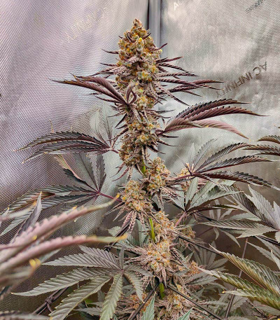 Сорт Lemon Cherry Gelato fem от Barney's Farm