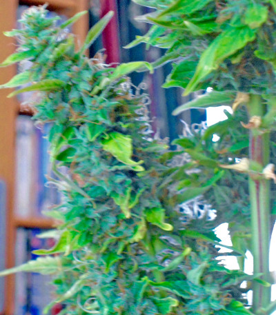 Сорт Wipeout Express Auto fem