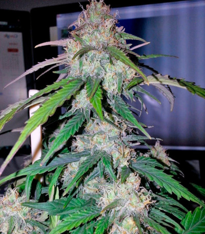 Сорт Fast Bud #2 Auto fem (Sweet Seeds)