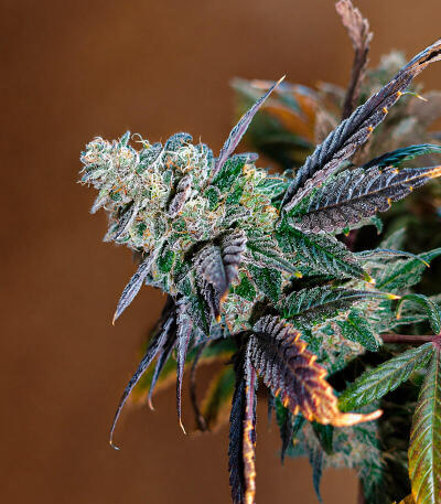 Сорт Bay Haze fem (Delicious Seeds)