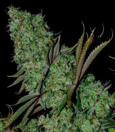 Сорт Zillions fem от Barney's Farm