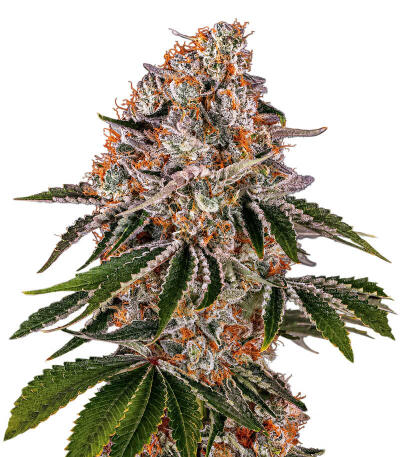 Сорт Cookie Casket fem (Barney's Farm)