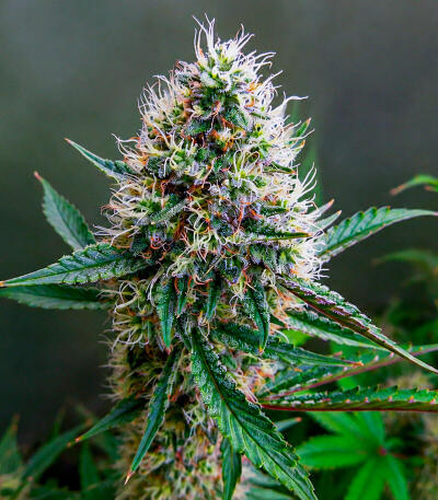 Сорт Guava Sundae Auto fem (FastBuds)