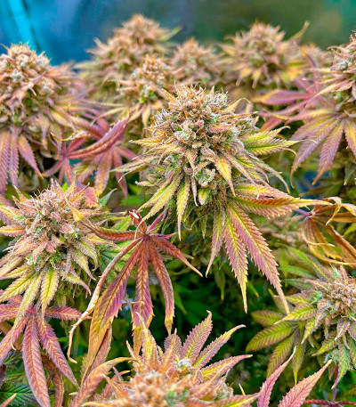 Сорт Lemon Mandarin fem (FastBuds)