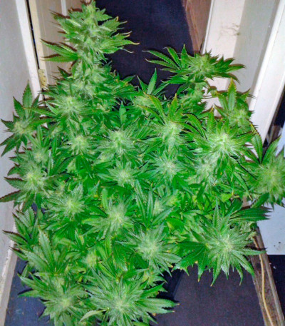 Сорт Big Bang fem (Green House Seeds)