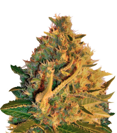 Сорт Shot Adrenaline Auto fem (Samsara Seeds)