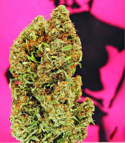 Сорт Chronic Ryder Auto fem (Doctor’s Choice)