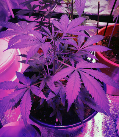 Сорт Lemon AK Auto fem (FastBuds)