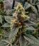 Сорт Cherry Poppers fem (Barney's Farm)