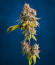 Сорт Cookie Casket fem (Barney's Farm)