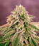 Сорт Bay Haze fem (Delicious Seeds)