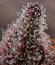 Сорт Cherry Poppers fem (Barney's Farm)