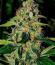 Сорт Zinnapple fem (Delicious Seeds)