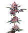 Сорт Cherry Poppers fem (Barney's Farm)