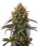 Сорт Guava Runtz Auto fem (FastBuds)