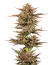 Сорт Frosted Zinn x 3 Bears OG Auto fem (Barney's Farm)