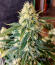 Сорт Candy Kush Fast Version fem (Easy Grow Seeds)