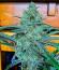 Сорт Peach Crescendo Auto RF3 fem (Ethos Genetics)