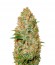 Сорт Auto Amnesium fem (Victory Seeds)
