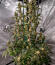 Сорт Cherry Poppers fem (Barney's Farm)
