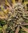Сорт Mendo Guava Auto fem (FastBuds)