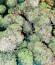 Сорт Apple Strudel Auto fem (FastBuds)