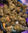 Сорт Banana Guava Auto fem (FastBuds)
