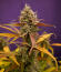 Сорт Guava Runtz Auto fem (FastBuds)