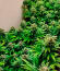 Сорт Gr-Ape fem (Delicious Seeds)