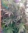 Сорт Jack 47 fem (Sweet Seeds)