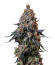 Сорт Gr-Ape fem (Delicious Seeds)