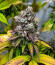 Сорт Cherry Poppers fem (Barney's Farm)