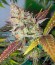 Сорт Lucid Bolt fem (Paradise Seeds)