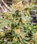 Сорт Gummy Skunk Fast Version fem (Easy Grow Seeds)