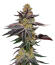 Сорт Zinnapple fem (Delicious Seeds)