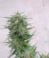 Сорт Auto Northern Lights fem (Pyramid Seeds)