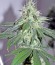 Сорт 707 Headband fem (Humboldt Seeds)